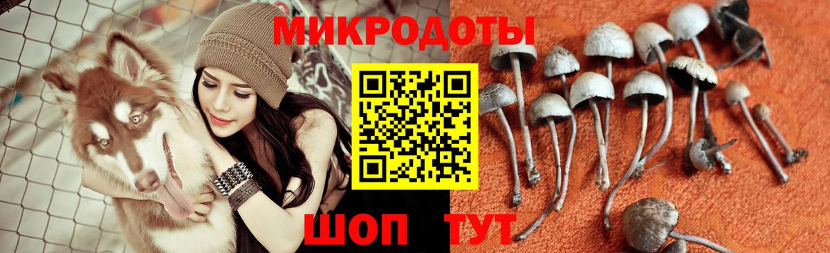 Дмитров  Галлюциногенные грибы Cubensis  Вход с VPN 